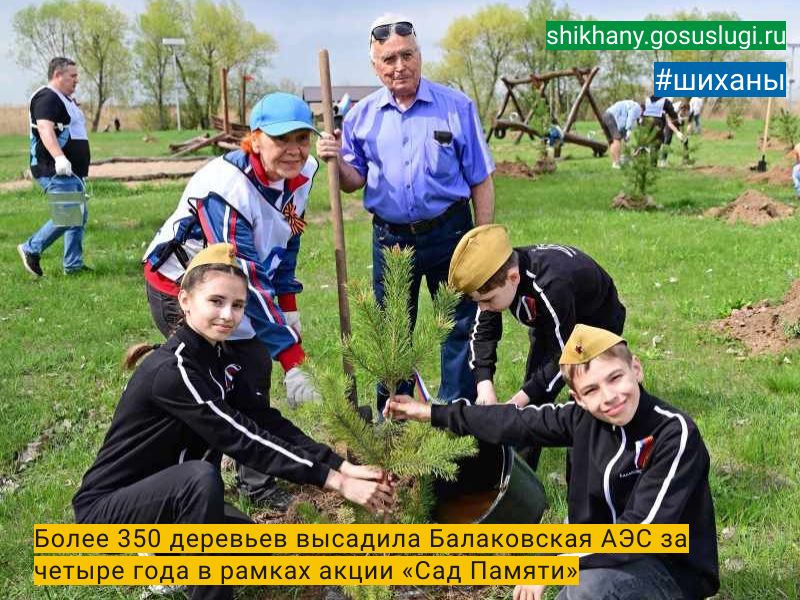 Более 350 деревьев высадила Балаковская АЭС за четыре года в рамках акции «Сад Памяти».